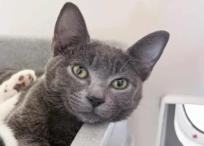 Mouse & Pickle
									
																		
									
										Reserved
									
									
							, black and white male Mixed Breed Cat for adoption at RSPCA Danaher Animal Home, Braintree — photo 3 of 5