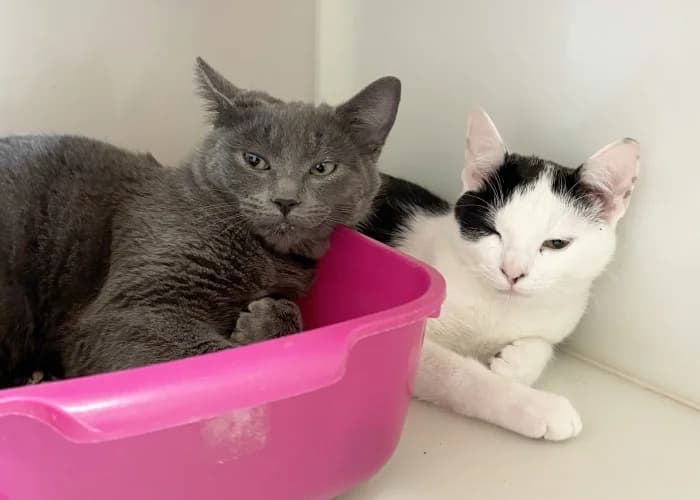 Mouse & Pickle
									
																		
									
										Reserved
									
									
							, black and white male Mixed Breed Cat for adoption at RSPCA Danaher Animal Home, Braintree — photo 4 of 5