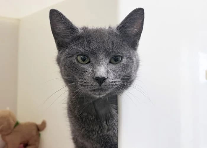 Mouse & Pickle
									
																		
									
										Reserved
									
									
							, black and white male Mixed Breed Cat for adoption at RSPCA Danaher Animal Home, Braintree — photo 5 of 5