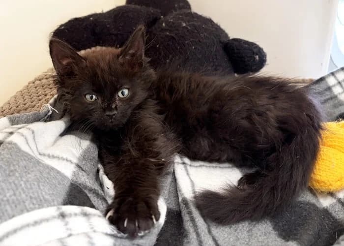 Ria Available More Information, female mixed breed for adoption at RSPCA Danaher Animal Home, Braintree