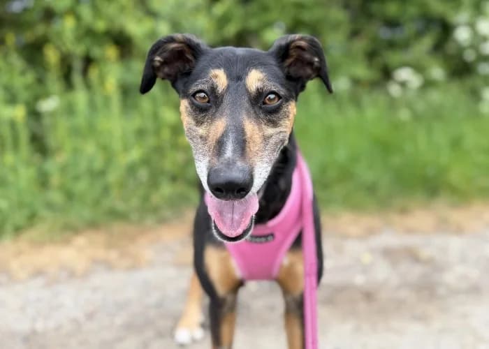 Lola, female Mixed Breed for adoption at RSPCA Danaher Animal Home, Braintree