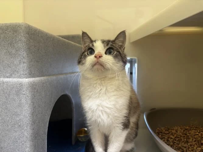 Whisky, male Mixed Breed Cat for adoption at RSPCA Danaher Animal Home, Braintree