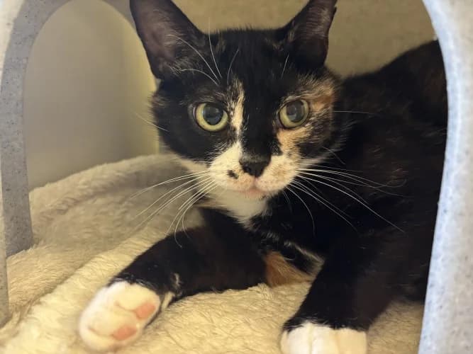 Meadow, female puppy Mixed Breed Cat for adoption at RSPCA Danaher Animal Home, Braintree