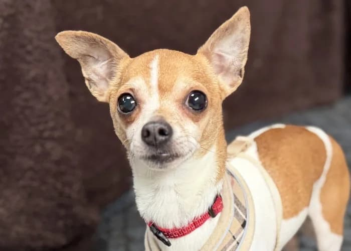 Bernie, Jack Russell Terrier (RSPCA Danaher Animal Home)