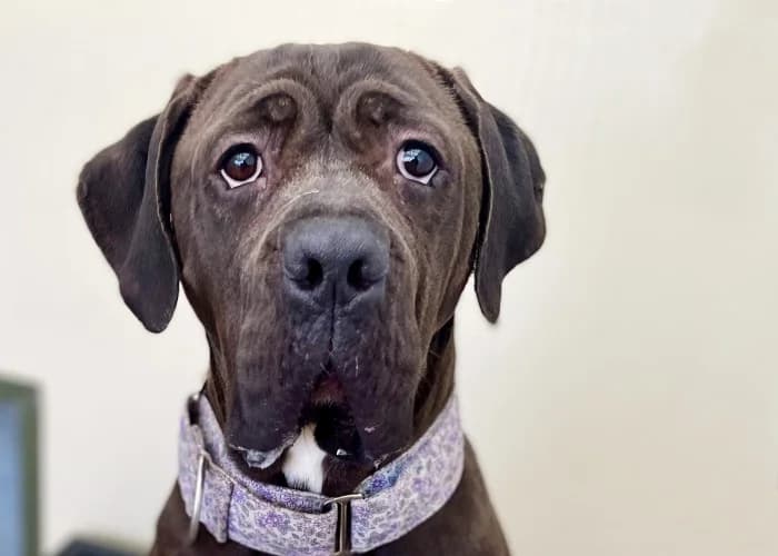 Nala
									
																		
									
										Available
									
									
									
						, grey female Mastiff for adoption at RSPCA Danaher Animal Home, Braintree