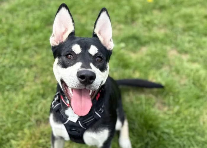 Jess, female puppy mixed breed for adoption at RSPCA Danaher Animal Home, Braintree