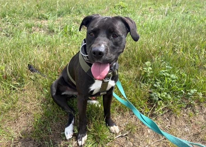 Oscar, male 3yo Labrador Retriever for adoption at RSPCA Danaher Animal Home, Braintree