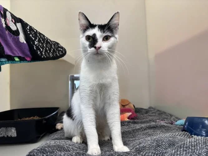 Button, female young Mixed Breed Cat for adoption at RSPCA Danaher Animal Home, Braintree