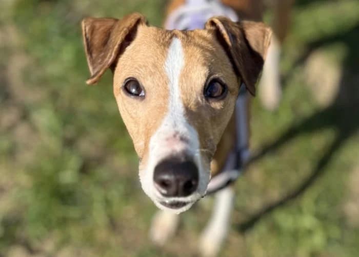 Caoimhe Reserved More Information, female puppy Whippet for adoption at RSPCA Danaher Animal Home, Braintree