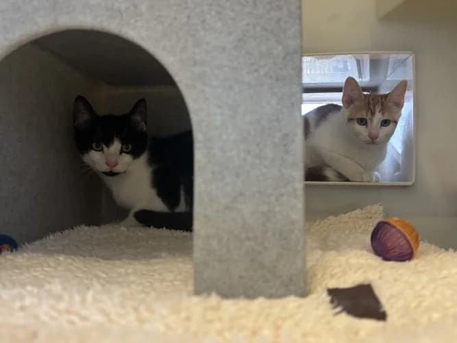 Hamm & Buzz, Mixed Breed Cat (RSPCA Danaher Animal Home)