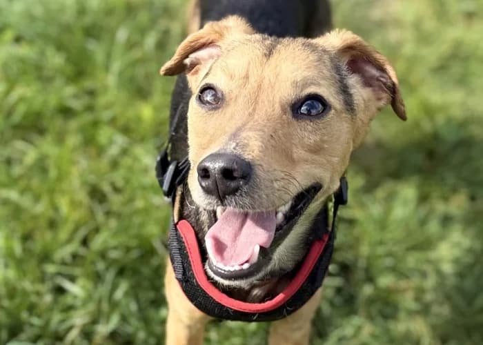 Ryan Available More Information, male puppy Whippet for adoption at RSPCA Danaher Animal Home, Braintree
