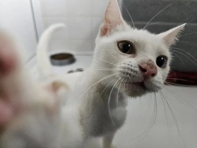 Buster, male puppy Mixed Breed Cat for adoption at RSPCA Danaher Animal Home, Braintree