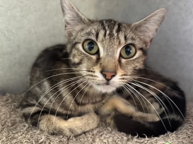 Victoria, female Mixed Breed Cat for adoption at RSPCA Danaher Animal Home, Braintree