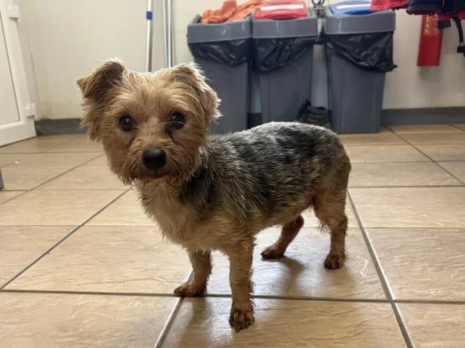 Dandy, male Yorkshire Terrier for adoption at RSPCA Danaher Animal Home, Braintree