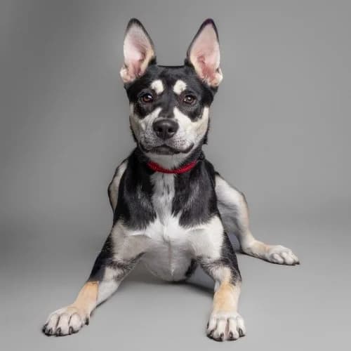 Jess Reserved More Information, female puppy mixed breed for adoption at RSPCA Danaher Animal Home, Braintree