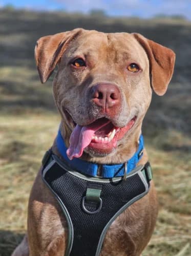 Lady, female 6yo mixed breed for adoption at RSPCA Danaher Animal Home, Braintree