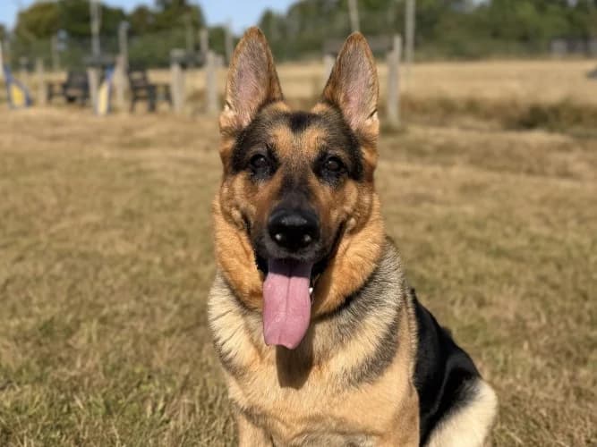 Dolly, female 5yo German Shepherd for adoption at RSPCA Danaher Animal Home, Braintree