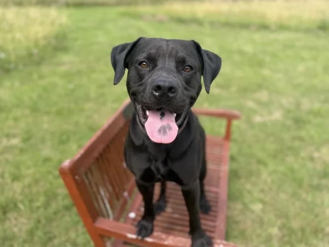 Shadow, male 3yo mixed breed for adoption at RSPCA Danaher Animal Home, Braintree