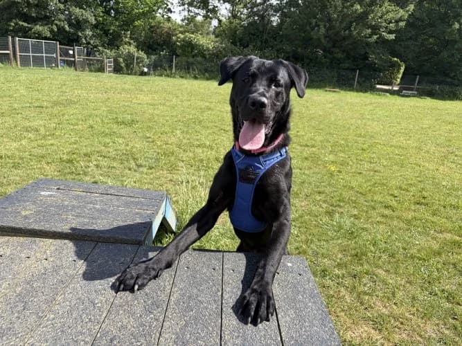 Jet, male Mixed Breed for adoption at RSPCA Danaher Animal Home, Braintree