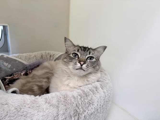 Milo
									
																		
									
										Temporarily Reserved
									
									
					, male Ragdoll for adoption at RSPCA Danaher Animal Home, Braintree