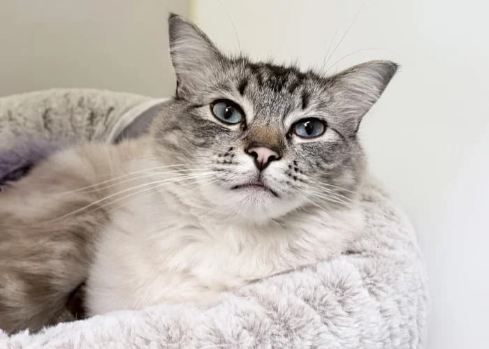 Milo
									
																		
									
										Temporarily Reserved
									
									
					, male Ragdoll for adoption at RSPCA Danaher Animal Home, Braintree — photo 2 of 4
