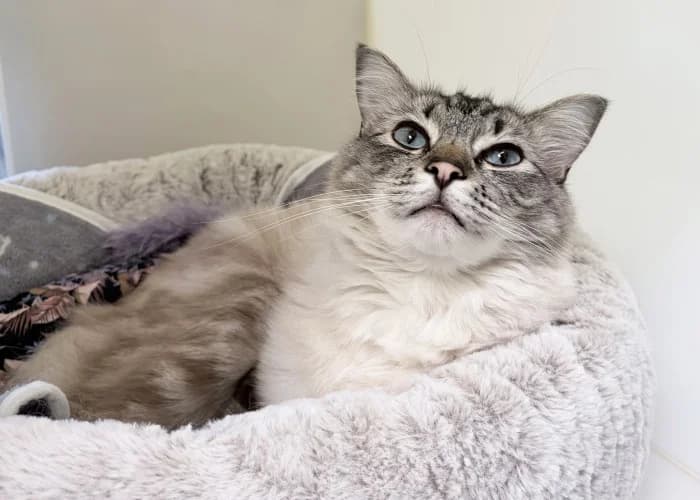 Milo
									
																		
									
										Temporarily Reserved
									
									
					, male Ragdoll for adoption at RSPCA Danaher Animal Home, Braintree — photo 3 of 4