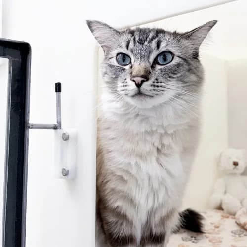 Milo
									
																		
									
										Temporarily Reserved
									
									
					, male Ragdoll for adoption at RSPCA Danaher Animal Home, Braintree — photo 4 of 4