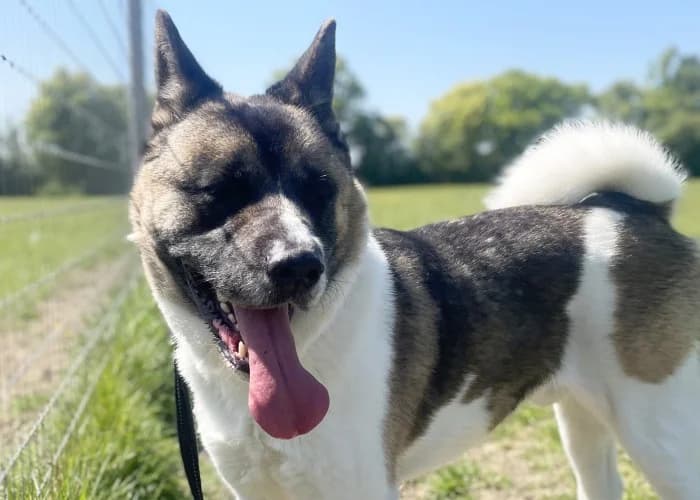 Dexter Being Assessed More Information, male 3yo Akita for adoption at RSPCA Danaher Animal Home, Braintree