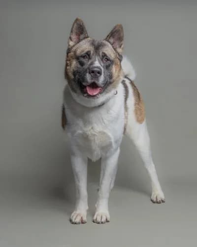 Dexter, male 3yo Akita for adoption at RSPCA Danaher Animal Home, Braintree