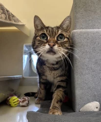 Arthur, male Mixed Breed Cat for adoption at RSPCA Danaher Animal Home, Braintree