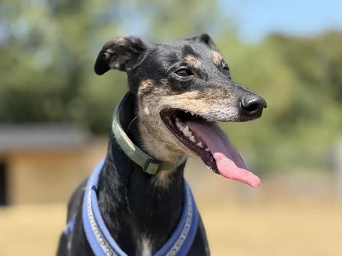 Banjo, male 3yo Lurcher for adoption at RSPCA Danaher Animal Home, Braintree