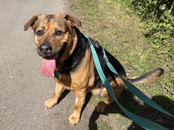 Mia, female 4yo Rottweiler for adoption at RSPCA Danaher Animal Home, Braintree