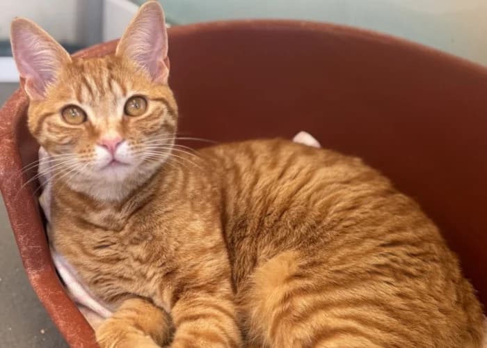 Lennie (Bono), male puppy Mixed Breed Cat for adoption at RSPCA Danaher Animal Home, Braintree