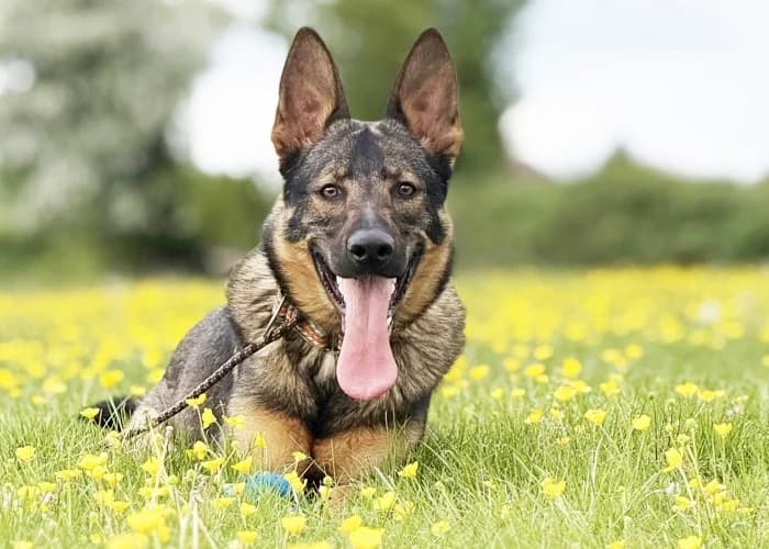 Juba Available More Information, male young German Shepherd for adoption at RSPCA Danaher Animal Home, Braintree