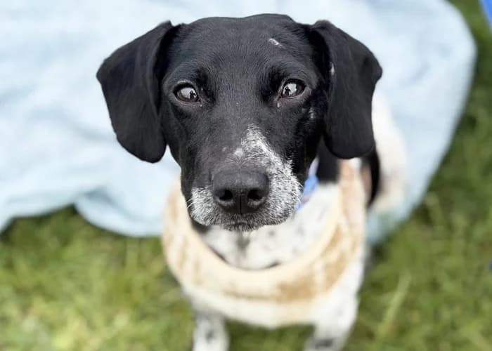 Bramble, Jack Russell Terrier (RSPCA Danaher Animal Home)