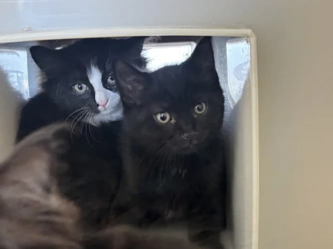 Teddy, male Mixed Breed Cat for adoption at RSPCA Danaher Animal Home, Braintree