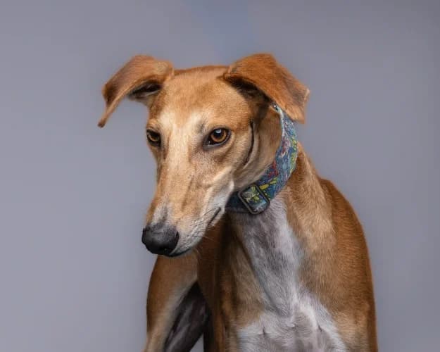 Eddie, fawn male mixed breed for adoption at RSPCA Danaher Animal Home, Braintree