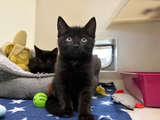 Summer & Lilly, female Mixed Breed Cat for adoption at RSPCA Danaher Animal Home, Braintree