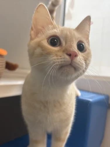 Mowgli, male puppy Bengal for adoption at RSPCA Danaher Animal Home, Braintree