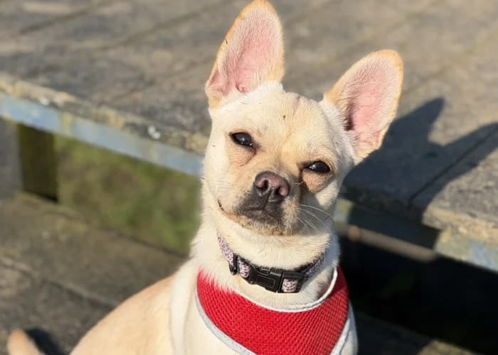 Olive
Being Assessed
, female Chihuahua for adoption at RSPCA Danaher Animal Home, Braintree
