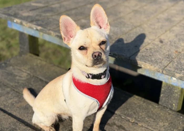 Olive
									
																		
									
										Being Assessed
									
									
									
, female Chihuahua for adoption at RSPCA Danaher Animal Home, Braintree — photo 2 of 8