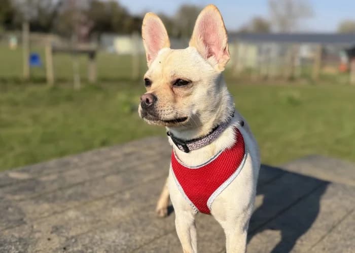 Olive
									
																		
									
										Being Assessed
									
									
									
, female Chihuahua for adoption at RSPCA Danaher Animal Home, Braintree — photo 3 of 8