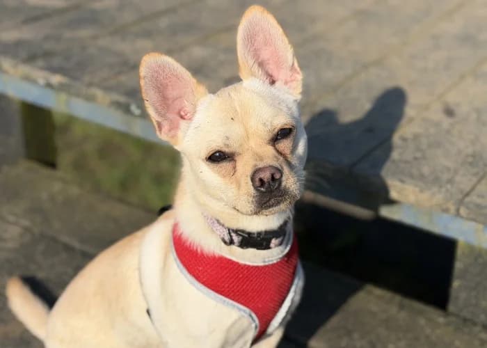 Olive
									
																		
									
										Being Assessed
									
									
									
, female Chihuahua for adoption at RSPCA Danaher Animal Home, Braintree — photo 4 of 8