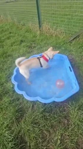 Olive
									
																		
									
										Being Assessed
									
									
									
, female Chihuahua for adoption at RSPCA Danaher Animal Home, Braintree — photo 5 of 8