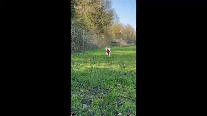 Olive
									
																		
									
										Being Assessed
									
									
									
, female Chihuahua for adoption at RSPCA Danaher Animal Home, Braintree — photo 6 of 8