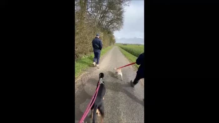 Olive
									
																		
									
										Being Assessed
									
									
									
, female Chihuahua for adoption at RSPCA Danaher Animal Home, Braintree — photo 7 of 8