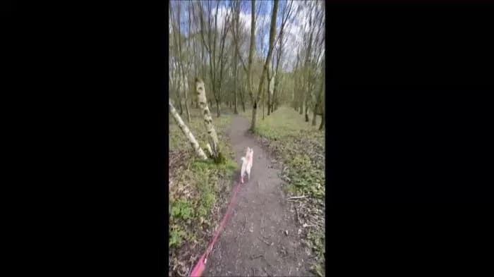 Olive
									
																		
									
										Being Assessed
									
									
									
, female Chihuahua for adoption at RSPCA Danaher Animal Home, Braintree — photo 8 of 8