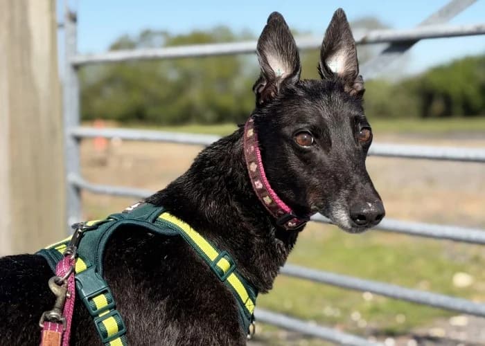 Olive Being Assessed More Information, female 5yo Greyhound for adoption at RSPCA Danaher Animal Home, Braintree