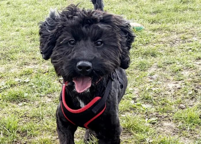 Cooper
									
																		
									
										Reserved
									
									
									
					, male Cockapoo for adoption at RSPCA Danaher Animal Home, Braintree