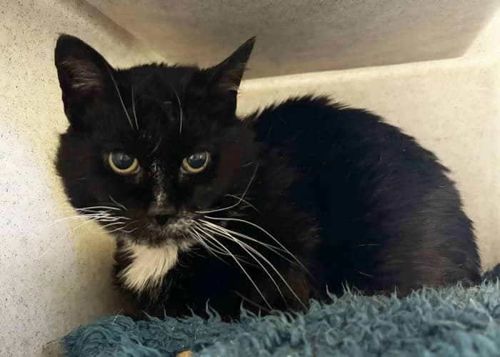 Socks Available More Information, female senior Domestic Shorthair for adoption at RSPCA Danaher Animal Home, Braintree